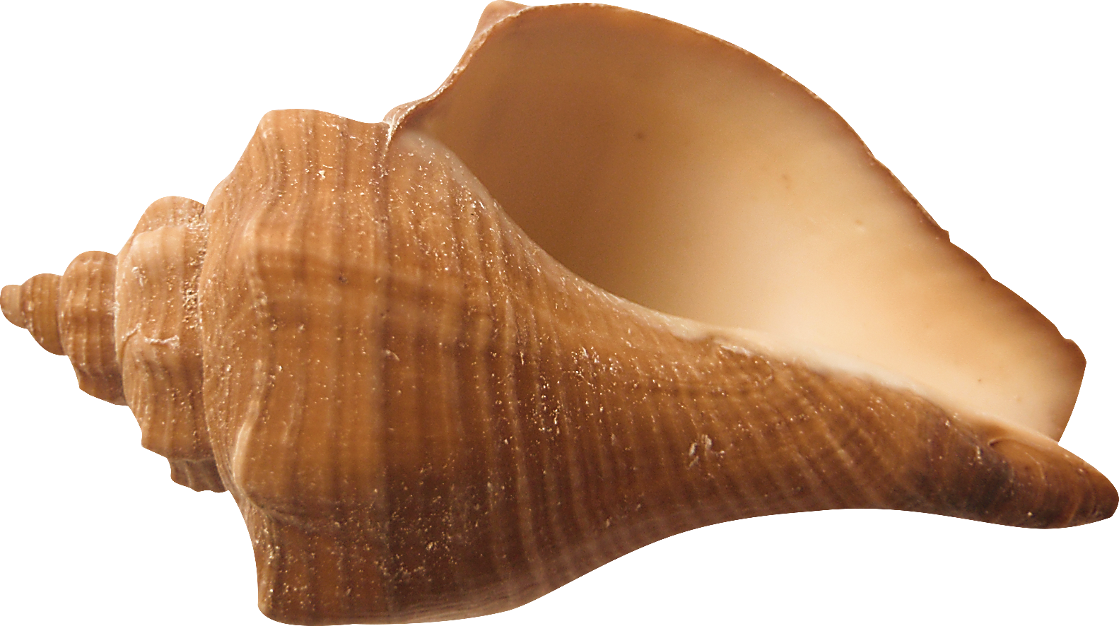 Conch PNG 사진