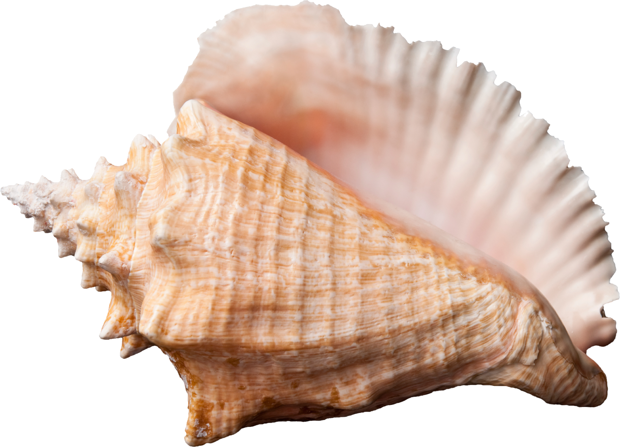 Conch PNG 투명한 이미지