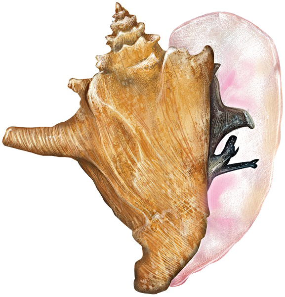 Conch 쉘 무료 PNG 이미지
