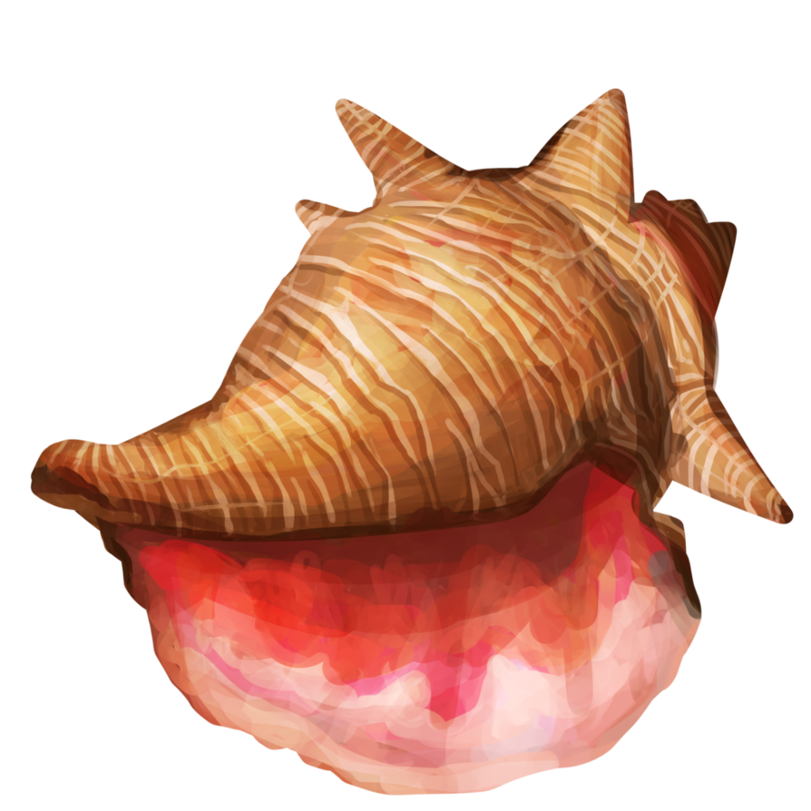 Conch 쉘 PNG 고품질 이미지