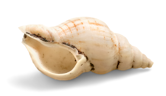 Conch 쉘 PNG 사진