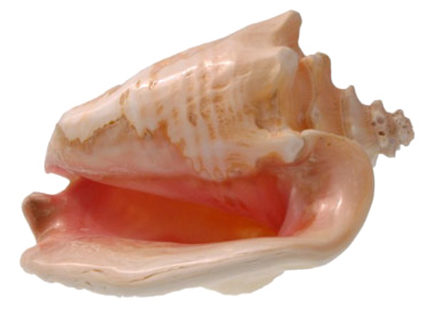 Conch Shell PNG Transparan Gambar