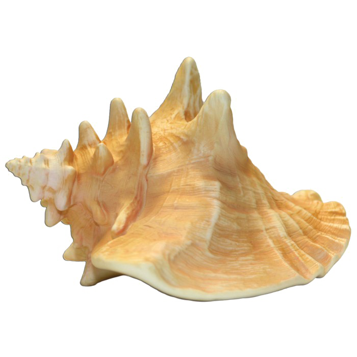 Conch 쉘 투명 이미지