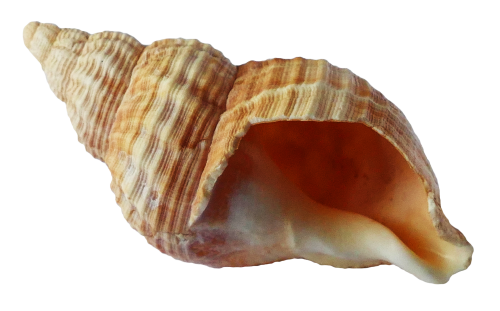 Conch Transparent Background PNG