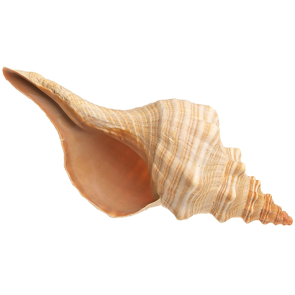 Conch Transparent Images
