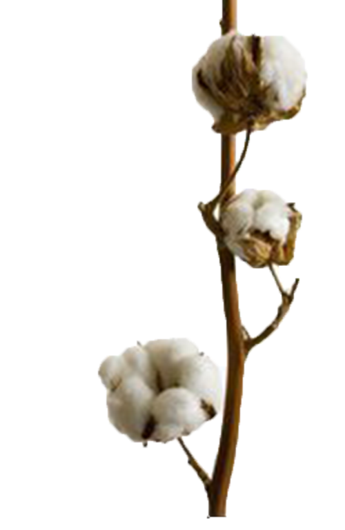 Cotton Download PNG Image