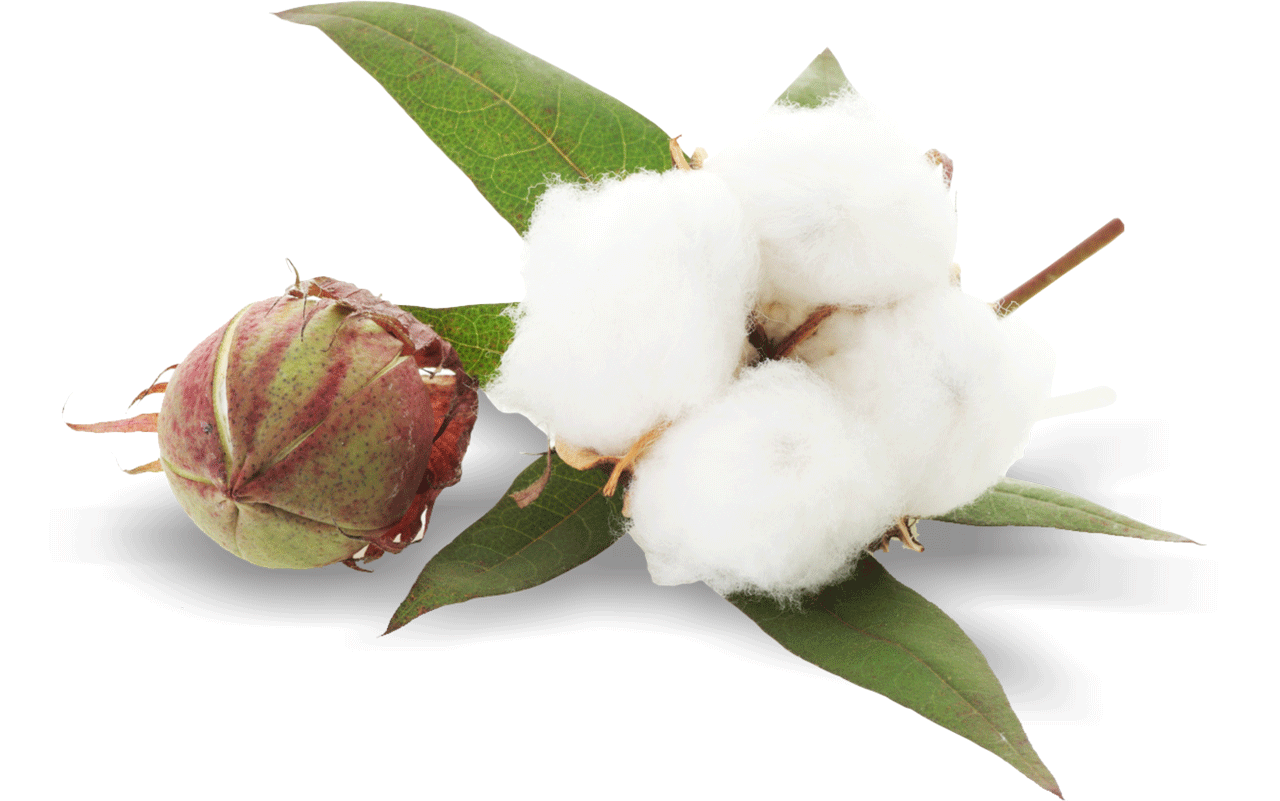 Cotton PNG Image Background