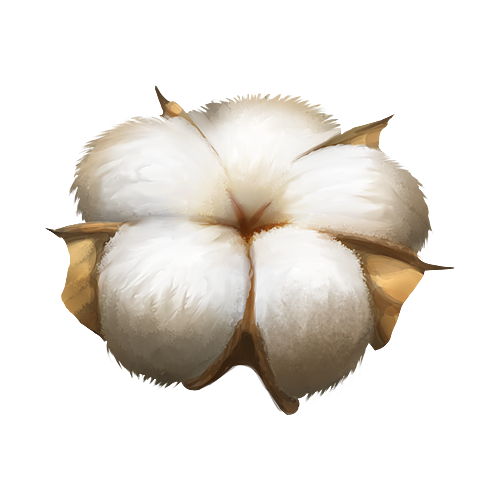 Cotton PNG Image Transparent