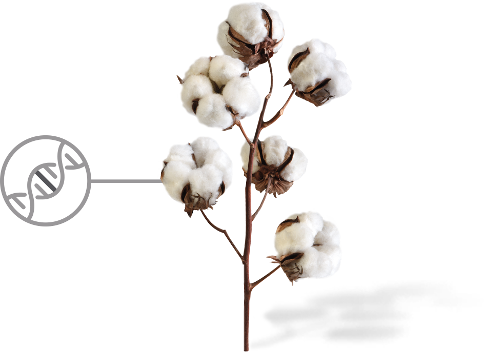 Cotton PNG Image with Transparent Background