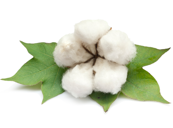 Cotton PNG Photo