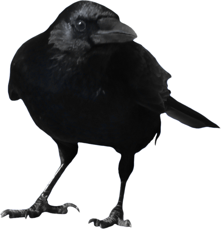 Crow PNG Free Download
