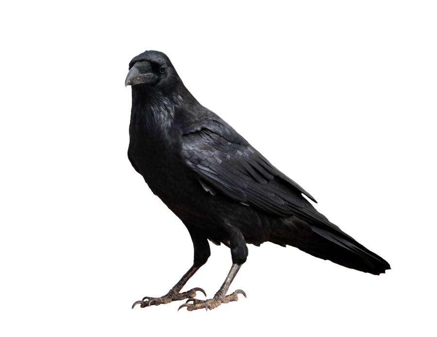 Crow PNG High-Quality Image