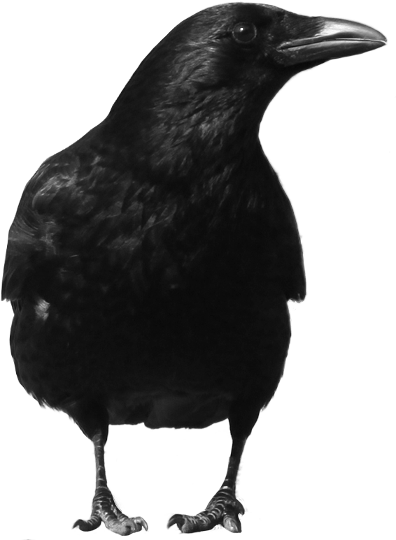 Crow PNG Image Background
