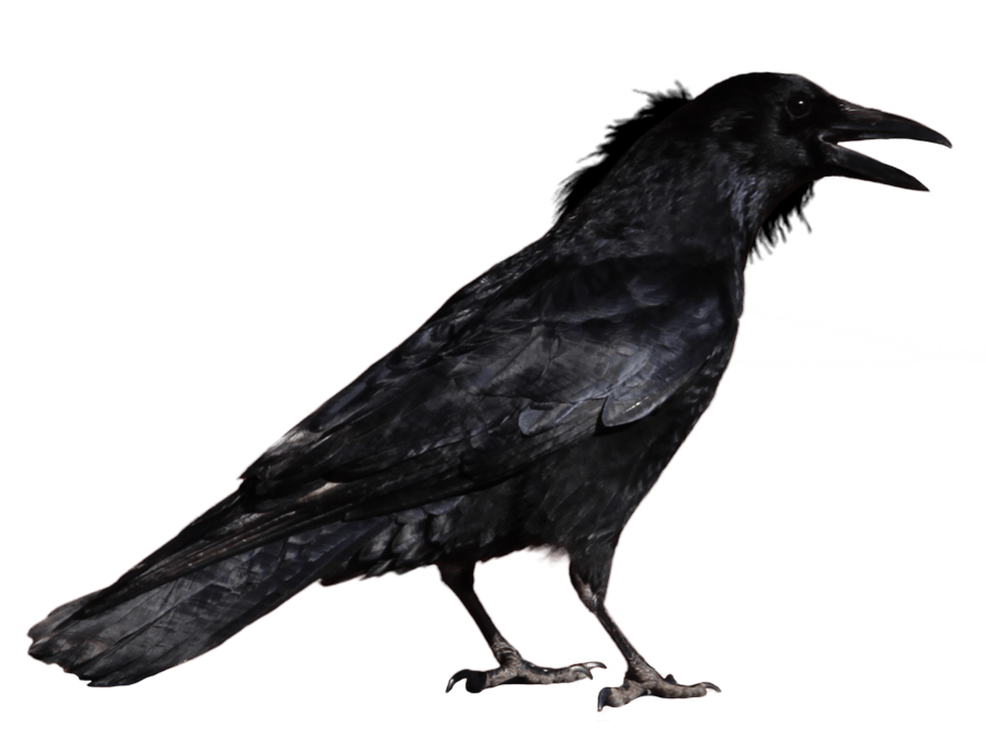 Crow PNG Image