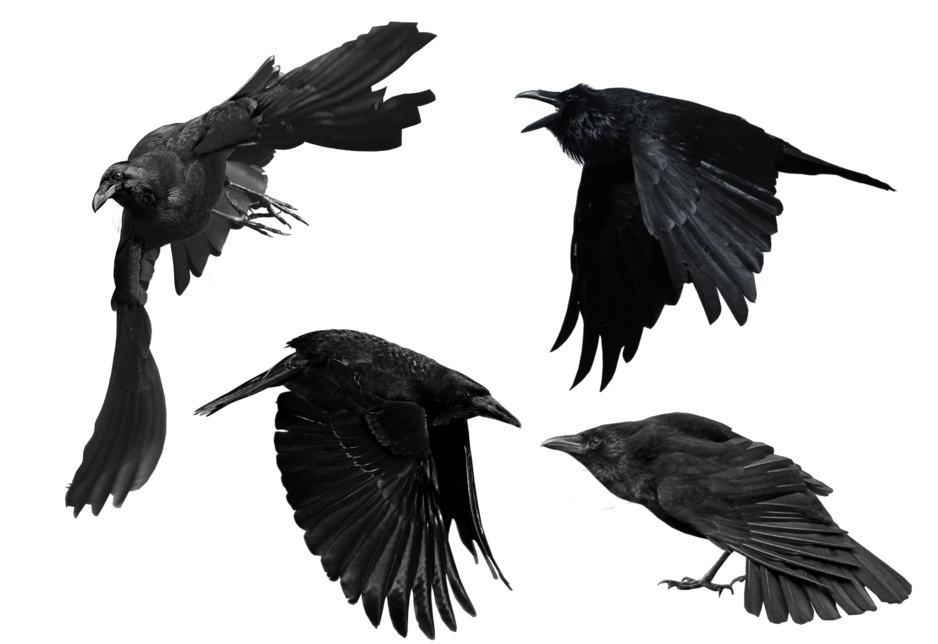 Crow PNG Picture