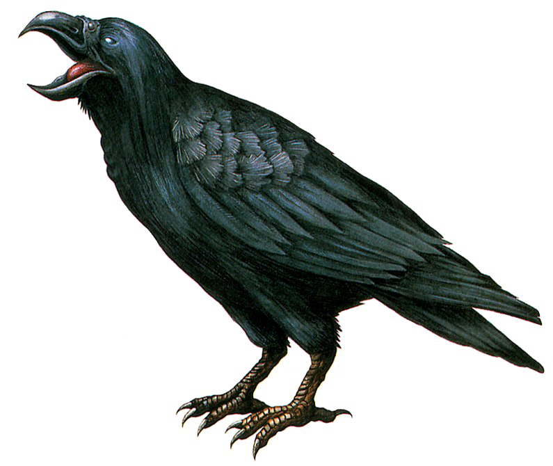 Crow Transparent Background PNG