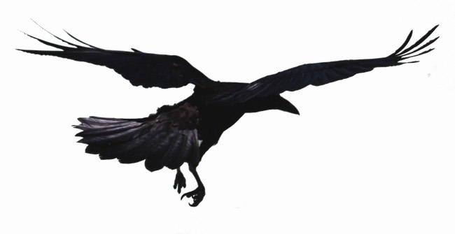 Crow Transparent Image