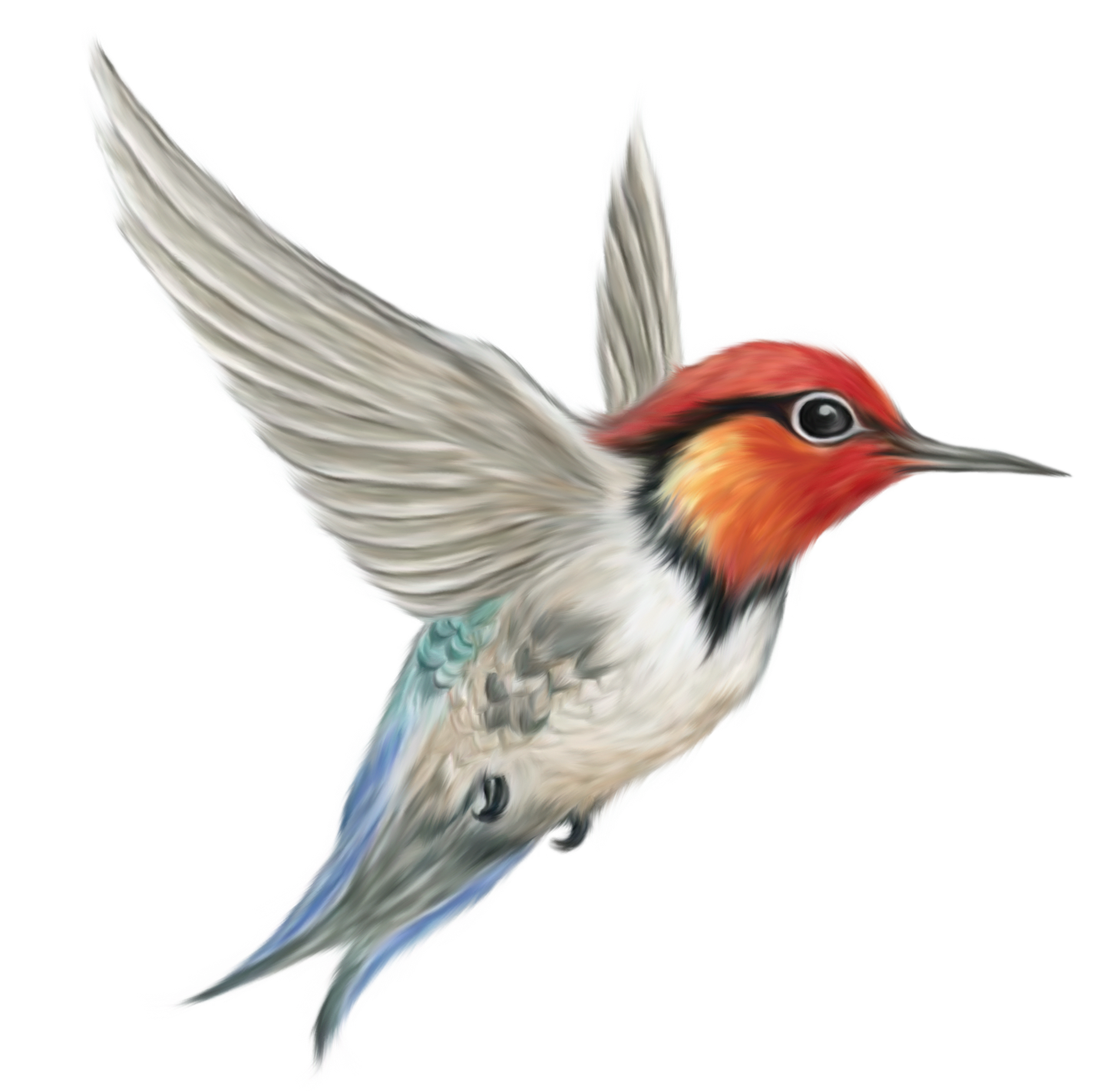 Pássaro bonito Download imagem transparente PNG