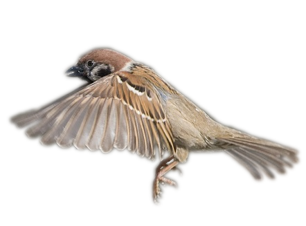 Милая птица PNG фоновое изображение