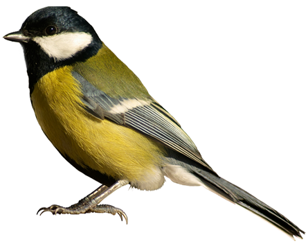 Cute Bird PNG High-Quality Image
