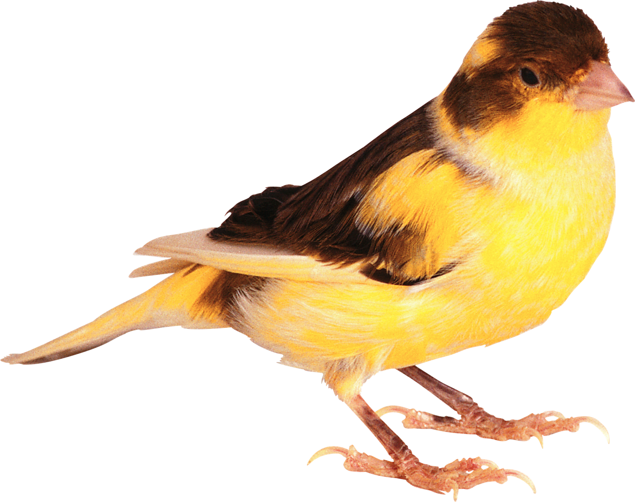 Милая птица PNG изображения прозрачный