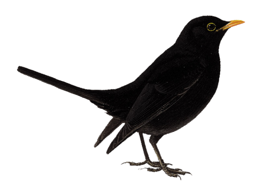Gambar PNG burung lucu dengan latar belakang Transparan
