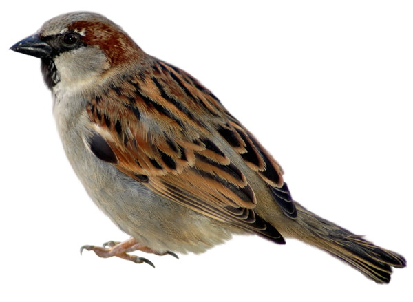 Милая птица PNG прозрачное изображение