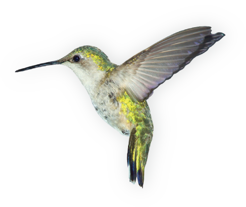 Fundo transparente de pássaro bonito PNG