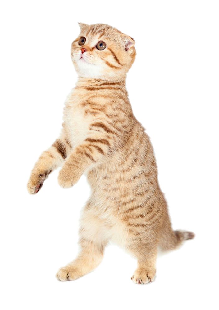 Cute Kucing PNG Pic
