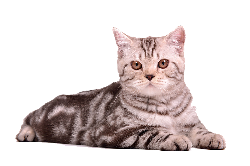 Cute Cat Transparent Images
