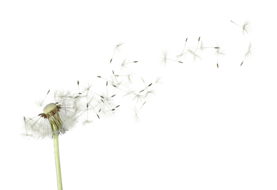 Dandelion PNG Image with Transparent Background