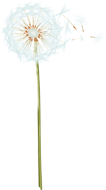 Dandelion PNG Transparent Image
