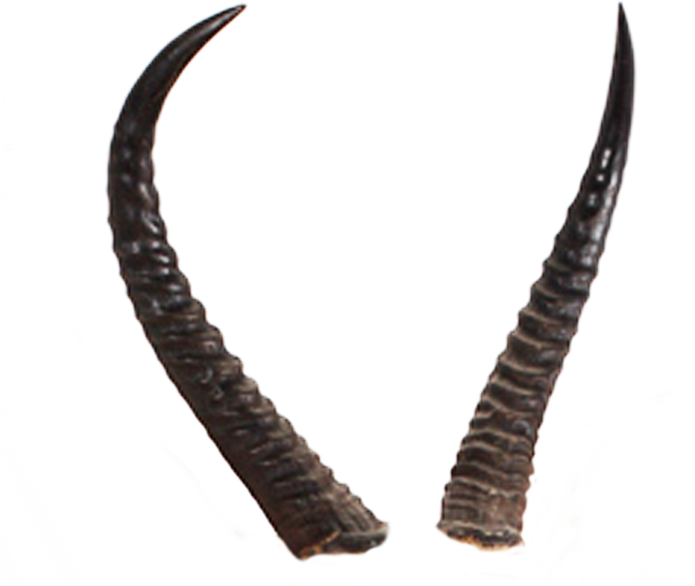 Devils Horn Transparent Image