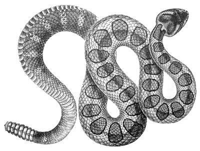 Diamondback Snake PNG Download Image