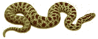 Diamondback Snake PNG High-Quality Image