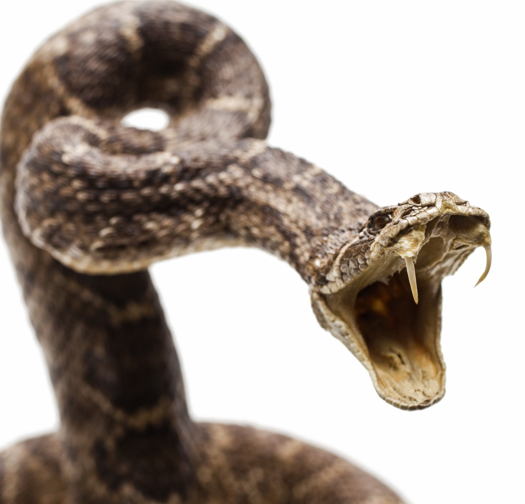 Diamondback Snake PNG Image Background