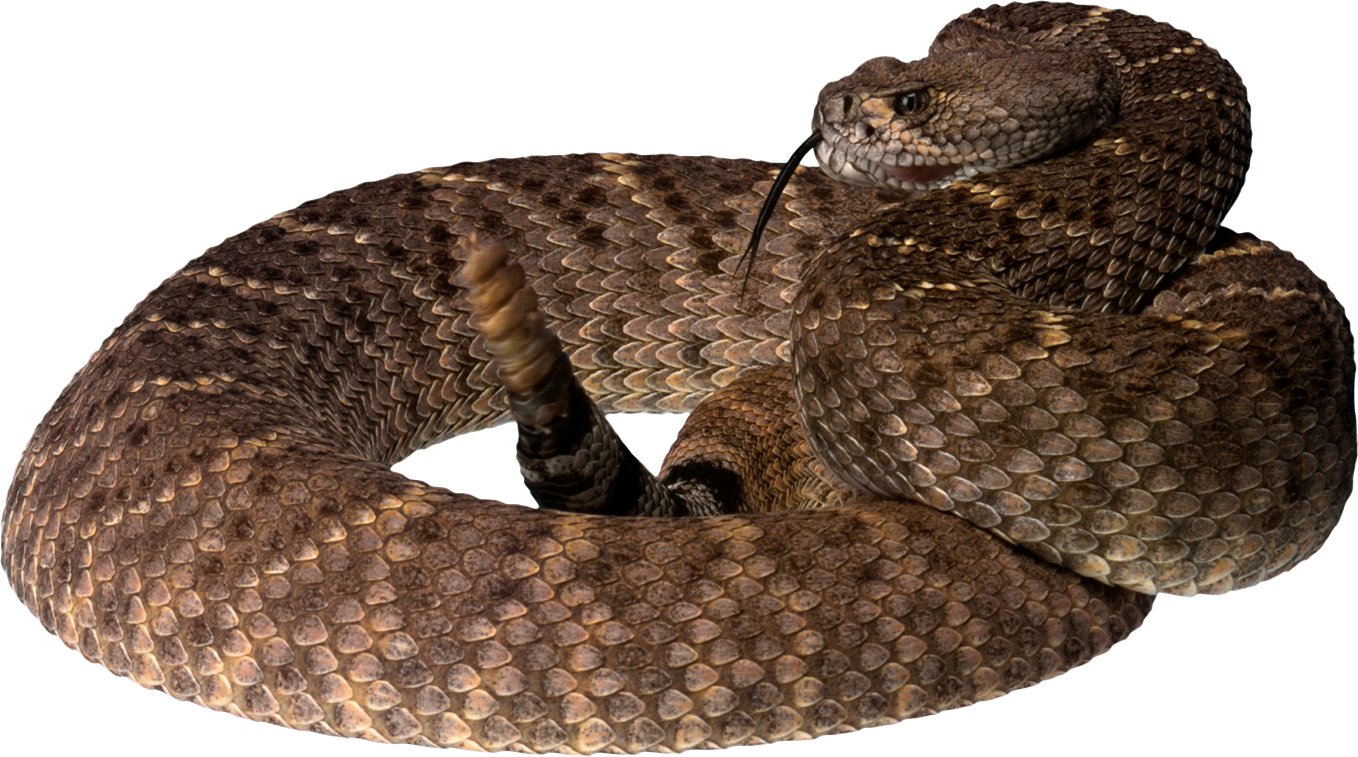 Diamondback Snake PNG-Afbeelding