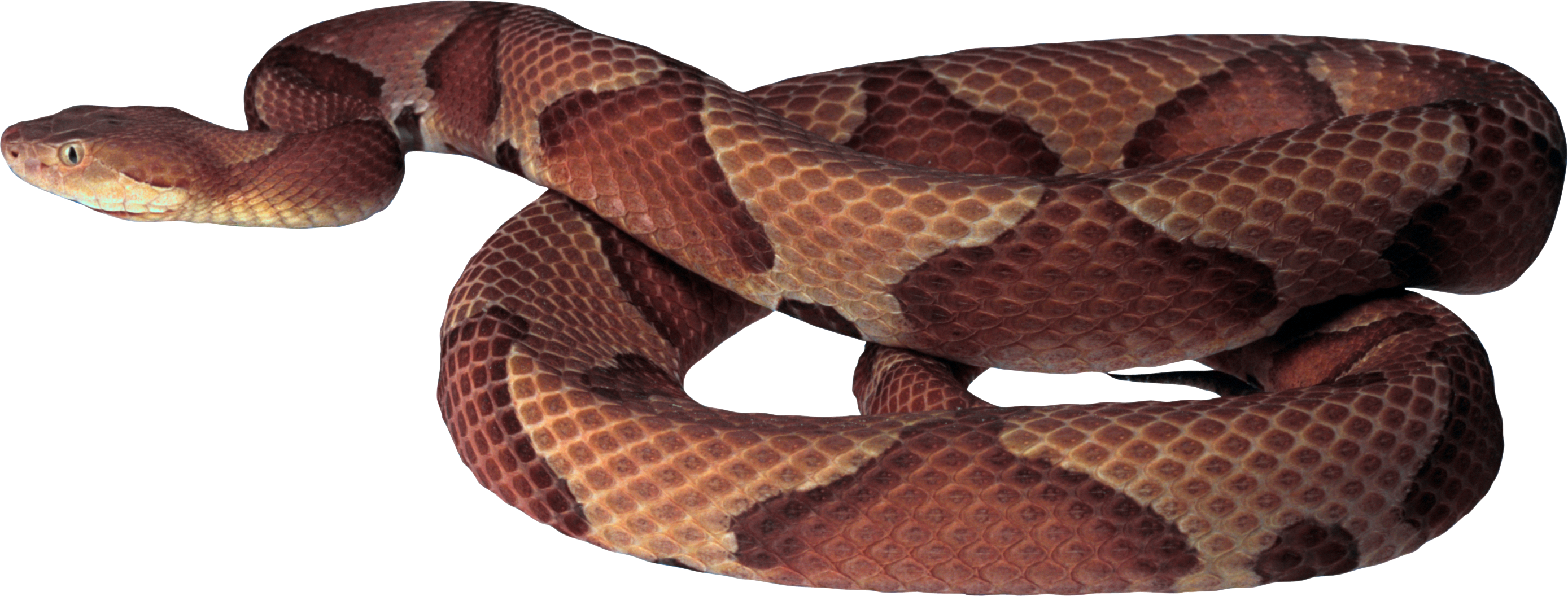 Diamondback Snake PNG Photo
