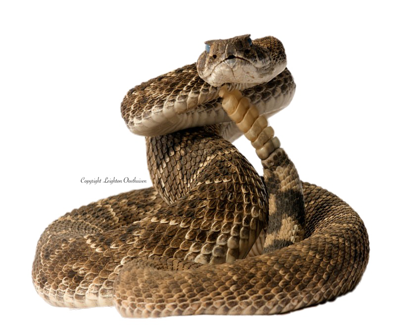 Diamondback Snake PNG Pic
