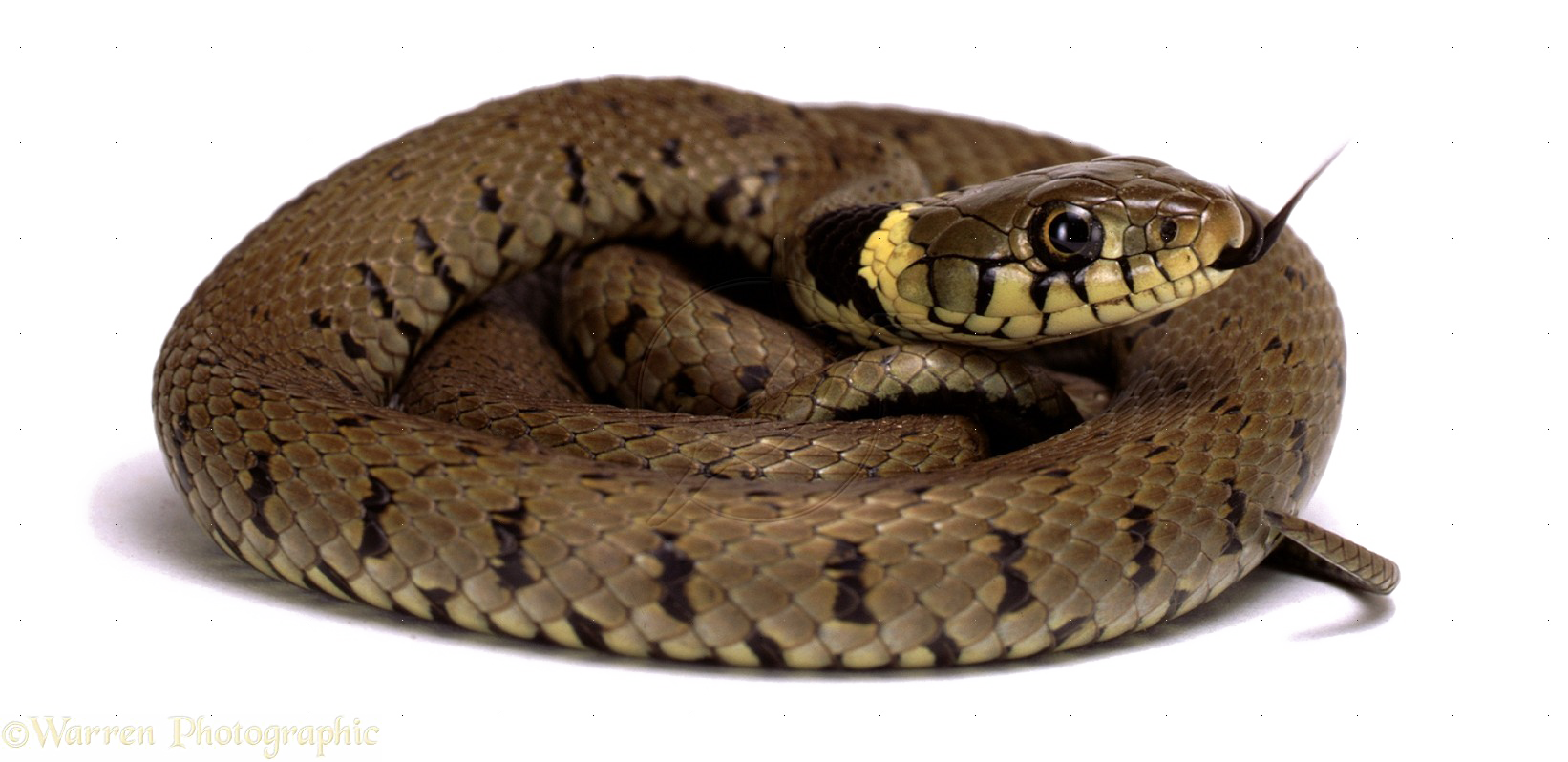 Diamondback Snake PNG Picture