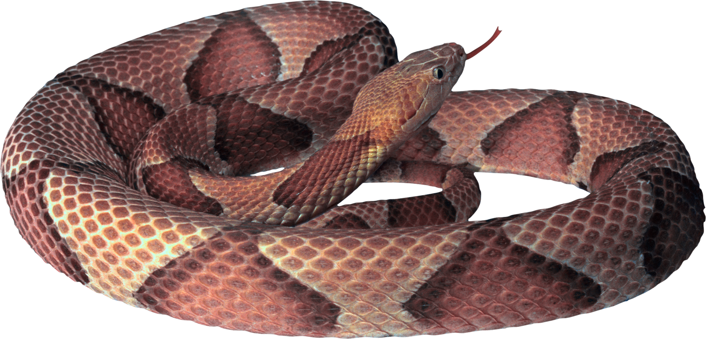 Diamondback Snake Transparant Beeld