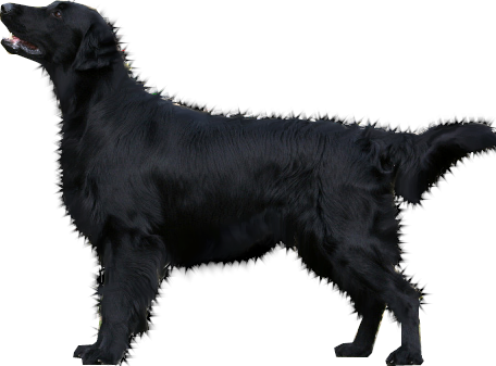 Dog Transparent Background PNG