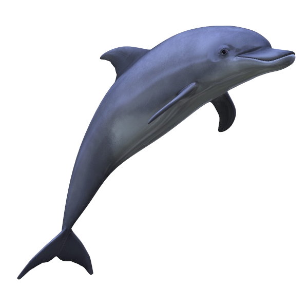 Dolphin Free PNG-Afbeelding