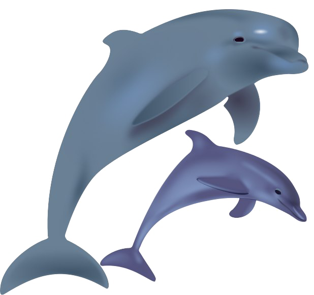 Dolphin PNG Background Image
