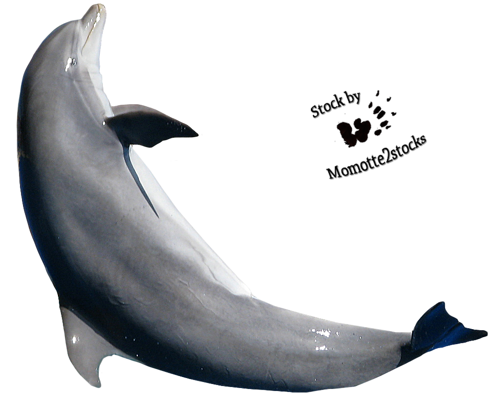 Imagem de download do golfinho PNG