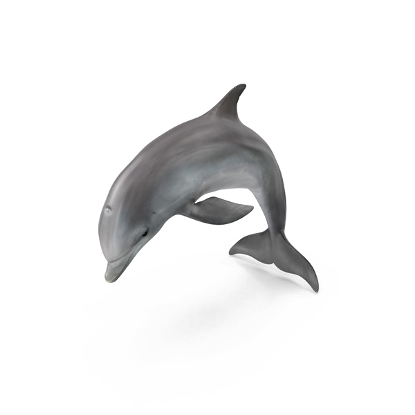 Dolphin PNG Pic