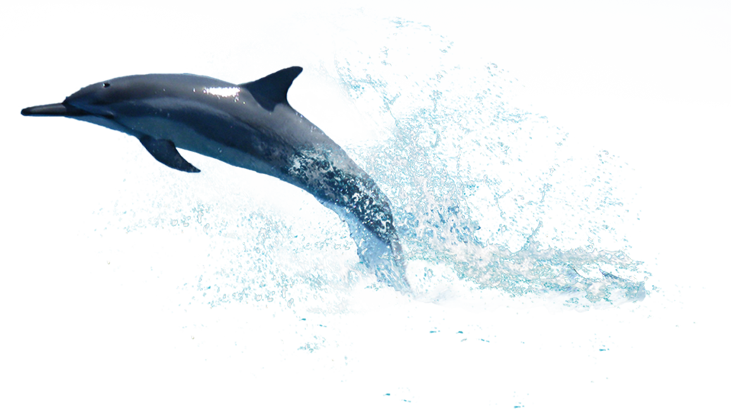 Fundo transparente de golfinho PNG