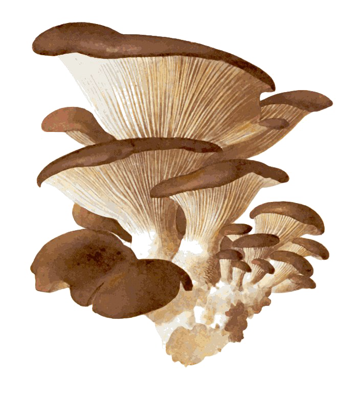 Edible Mushroom PNG Download Image
