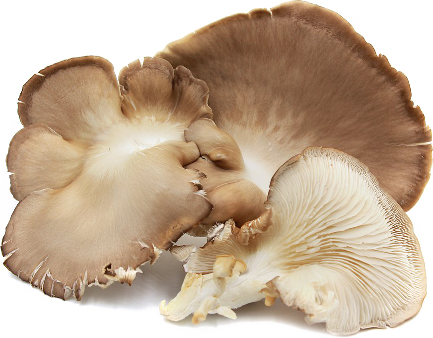 Edible Mushroom PNG Image Background
