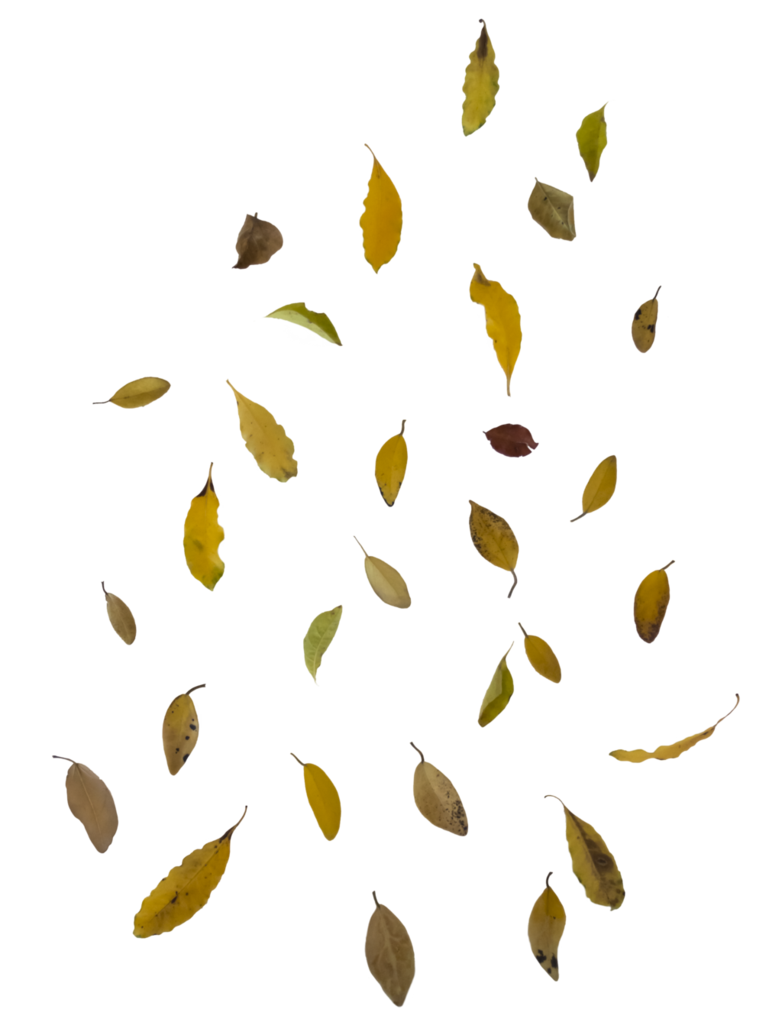 Folhas de outono caindo imagem livre PNG